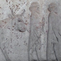 - thumbnail 14 gandarans - Ancient Relief of Gandarans Tribute Bearers Persepolis Apadana FG200